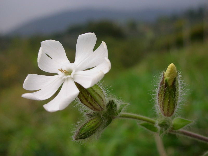 Silene latifolia (=Silene alba) / Silene bianca